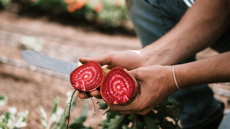 Rote Bete selber ziehen - Tipps