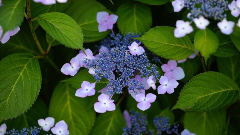Samthortensie mit samtweichen Blättern und zweifarbigen Blüten