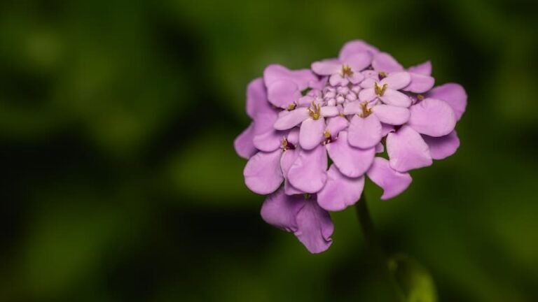 Schleifenblume eine tolle, ausdauernd blühende Staude für sonnige Flächen