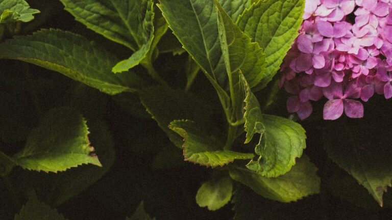 Schneeballhortensie frostunempfindlich und robust