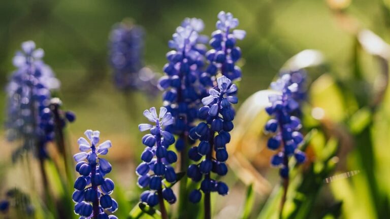 Schopf-Traubenhyazinthen ausgefallene Blume für sonnige Plätze