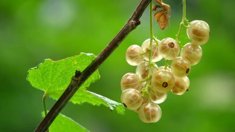 Stachelbeeren im Garten - Schritt für Schritt-Erklärung