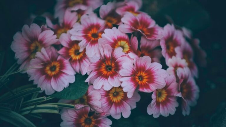 Stängelprimel mehrjährig mit üppiger Blütenpracht - passt in jedes Beet