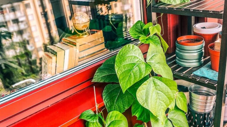 Stangenbohnen lecker, schmackhaft und hoch hinaus