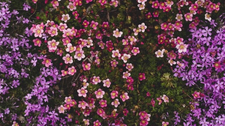 Steinbrech perfekt für jeden Steingarten