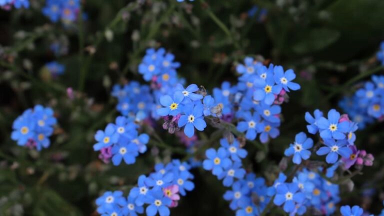 Vergissmeinnicht - der beliebte, winterharte Frühjahrsbote