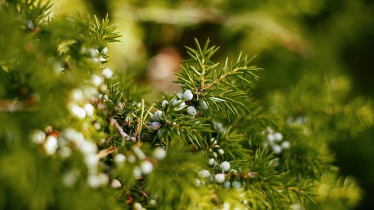 Wacholder ein immergrünes Ziergewächs, das als Heilpflanze und Gewürz bekannt ist