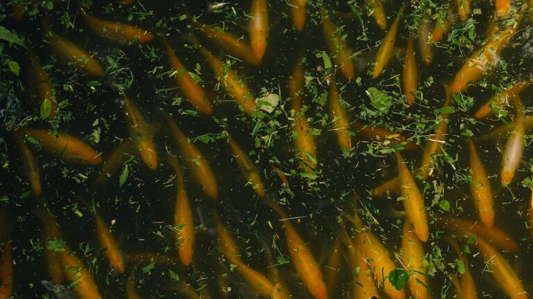Fischfütterung am Gartenteich Wann ist sie erforderlich?