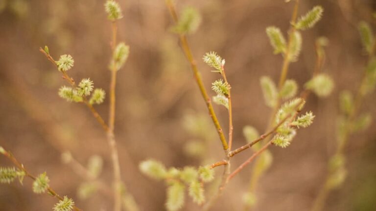 Weidenkätzchen (Palmkätzchen) samtige, insektenfreundliche Blütenstände