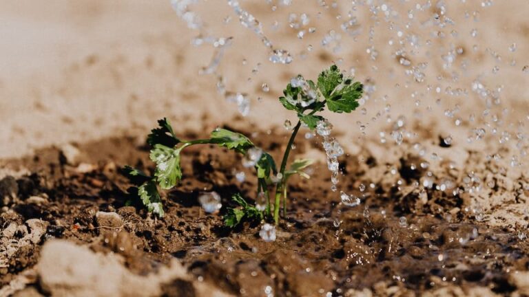 Wie lange soll man eine Pflanze keimen lassen