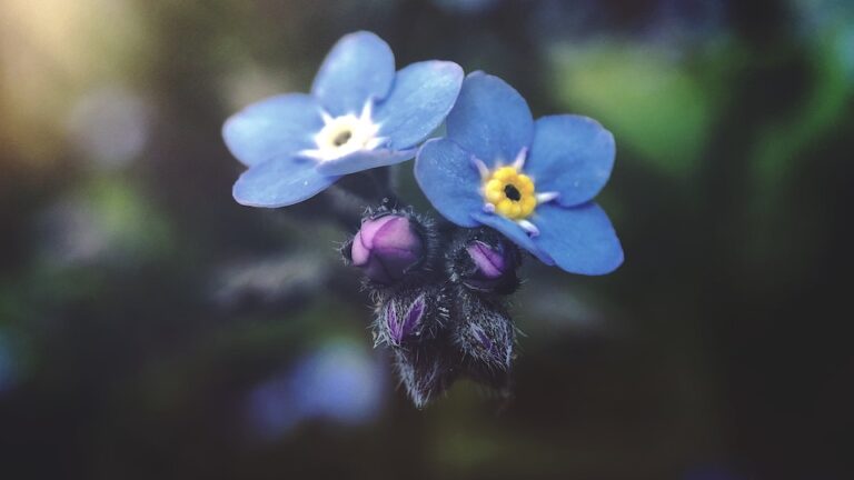 Windröschen: Ein Blütenmeer im Frühjahrsgarten