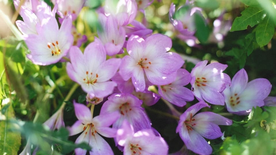 gartenpapst.de 0026