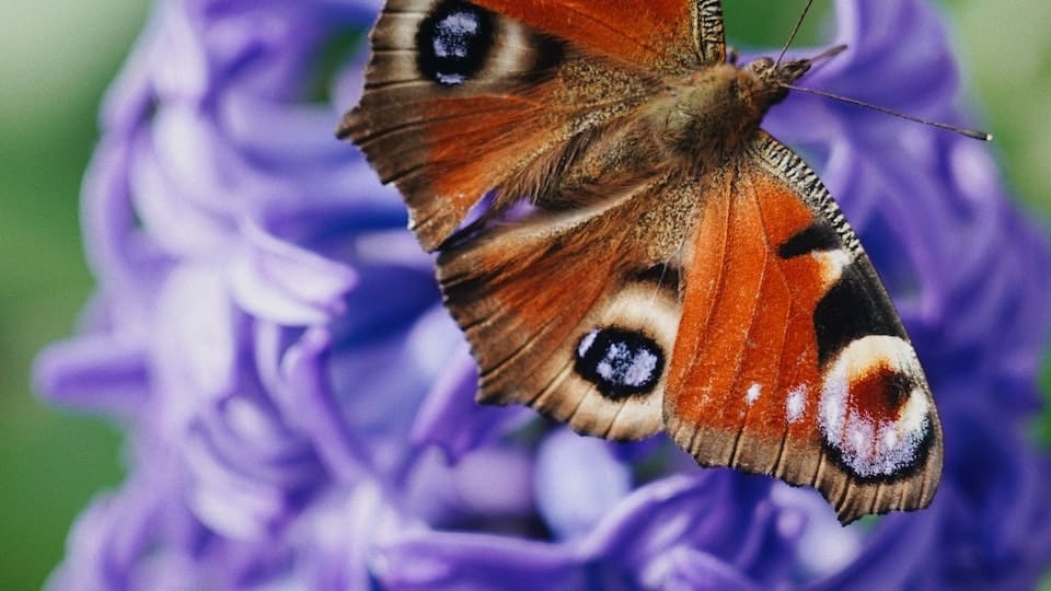 gartenpapst.de-0027