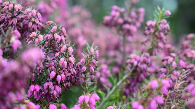 gartenpapst.de-gartentipps-0001