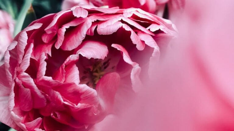 gartenpapst.de-gartentipps-0003