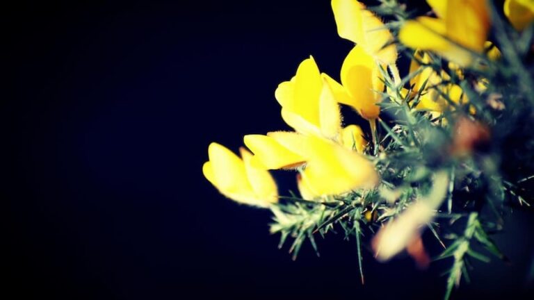 gartenpapst.de-gartentipps-0006