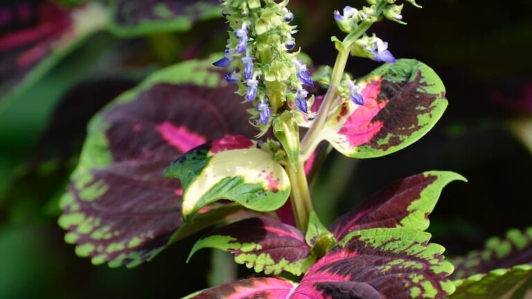 gartenpapst.de-gartentipps-0007