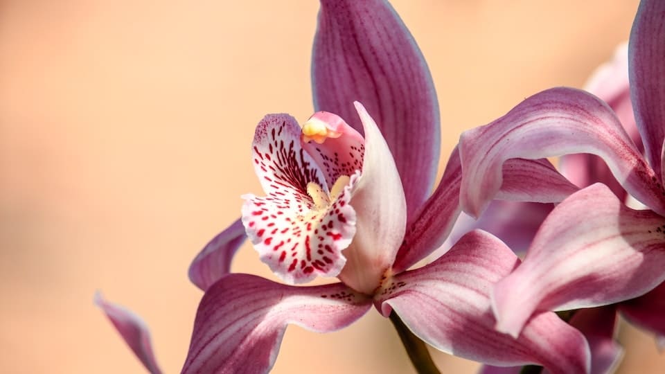 gartenpapst.de-gartentipps-0008