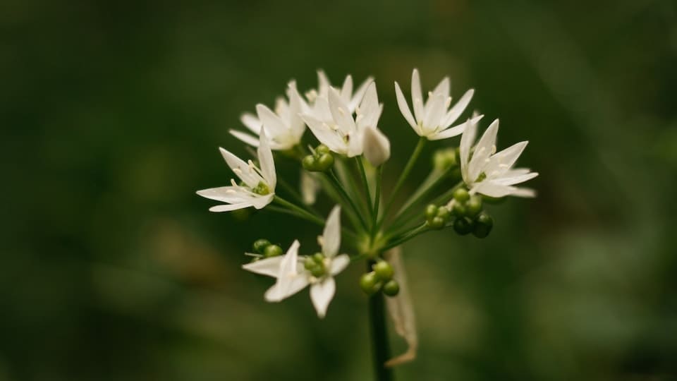 gartenpapst.de-gartentipps-0009