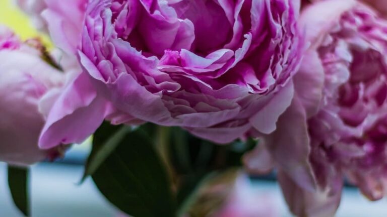 gartenpapst.de-gartentipps-0009