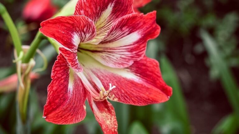 gartenpapst.de-gartentipps-0009