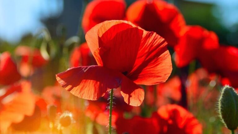 gartenpapst.de-gartentipps-0010