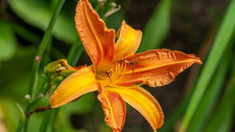 gartenpapst.de-gartentipps-0010