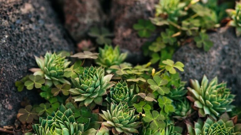 gartenpapst.de-gartentipps-0011