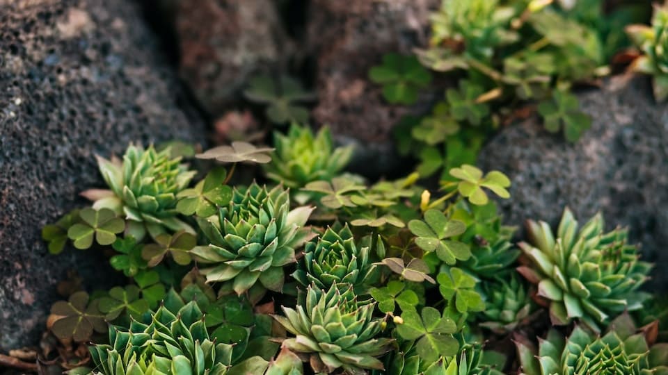 gartenpapst.de-gartentipps-0011