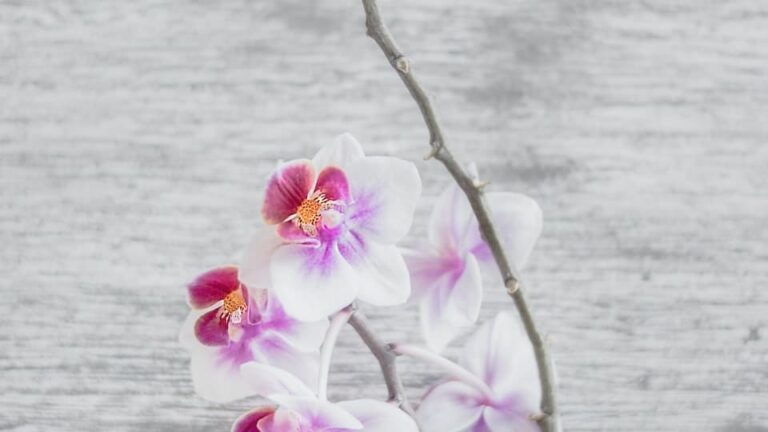 gartenpapst.de-gartentipps-0029