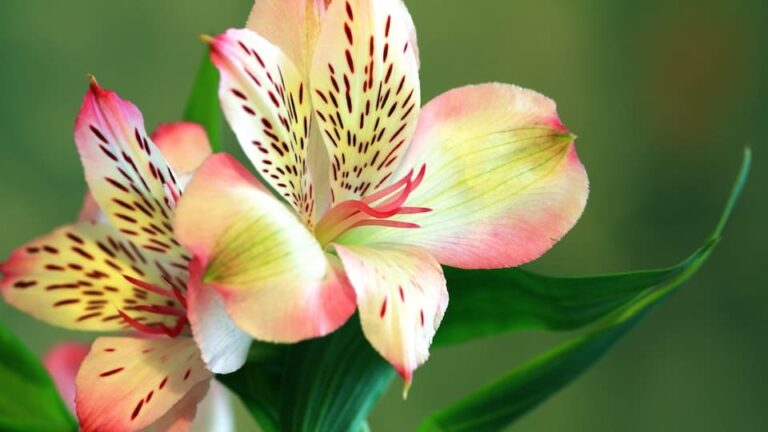 gartenpapst.de000035