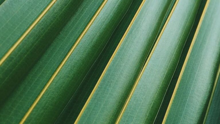 Pferdeschwanzpalme retten – so gehts