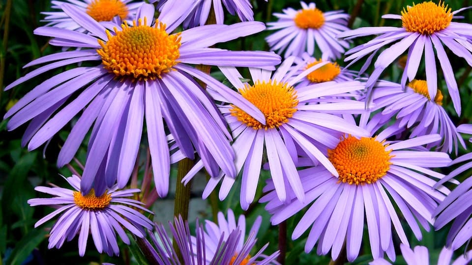 Aster: beliebte, farbenfrohe Blume, verzaubert jeden Garten zu jeder Jahreszeit