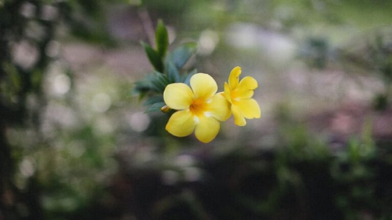 Dipladenie (Mandevilla) mehrjähriger, langlebiger, farbenfroher Langblüher aber Achtung alle Teile sind giftig
