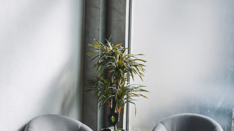 Elefantenfuß retten Das ist zu beachten