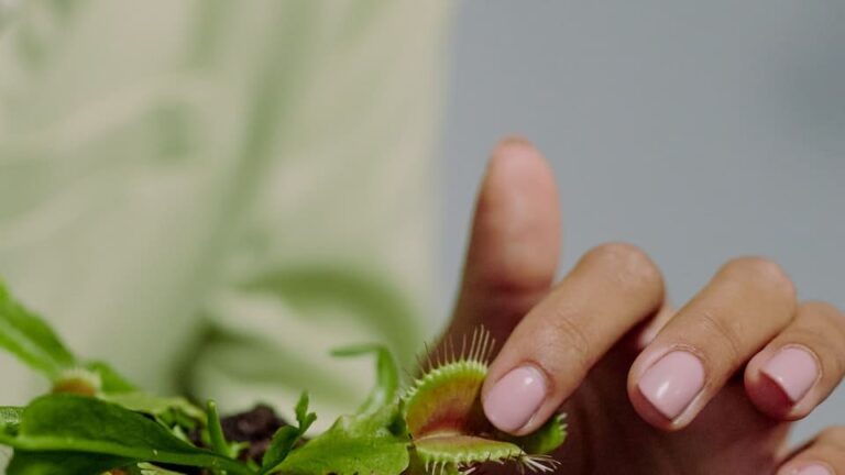 Fleischfressende Pflanze trocknet aus - was man tun kann