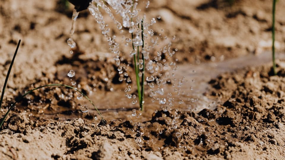 Gänsekresse immergrün, winterhart, mehrjährig, mit einer wahren Blütenpracht, essbar - sollte in keinem Garten fehlen