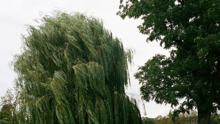 Hängekätzchenweide: was ist beim Einpflanzen zu beachten? Wässern, Pflanzloch, Pflanzabstand, Kompost und Stütze