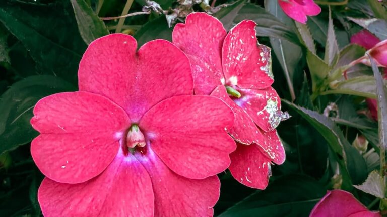 Impatiens neuguinea: das immergrüne, blütenprächtige Edellieschen