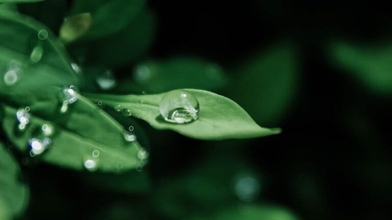 Katze beißt in Pflanze: Welche Auswirkungen hat das auf die Pflanze?