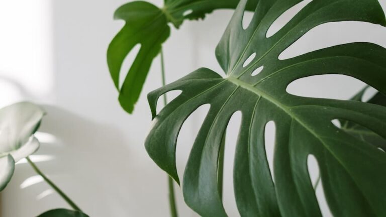 Monstera bekommt braune Spitzen und Flecken - Lösung