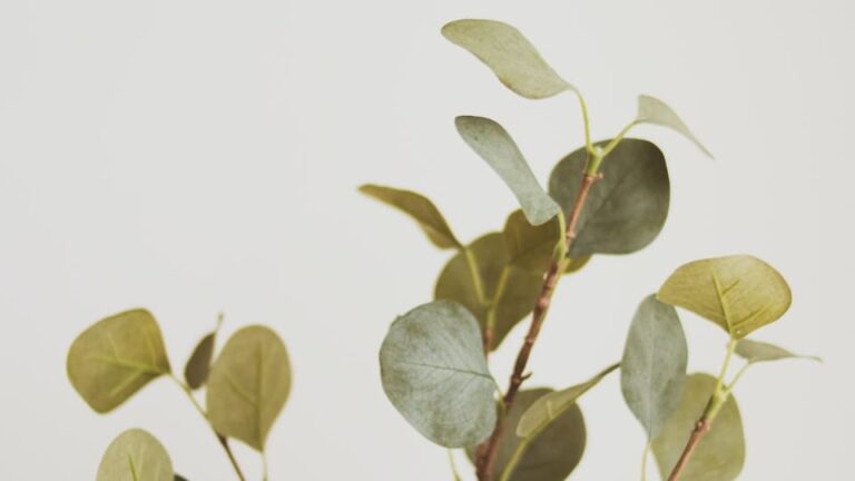 Muehlenbeckia unkompliziert, anspruchslos, immergrün, blüht und trägt Beeren - für Gartenanfänger geeignet