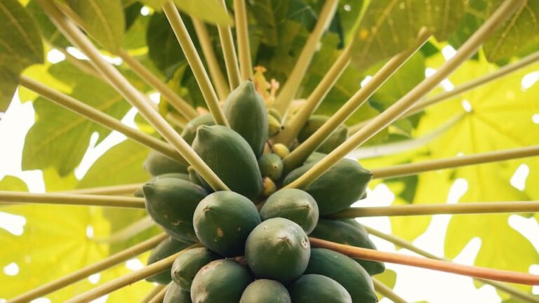 Obstbaum Sortenrein Vermehren – So geht’s