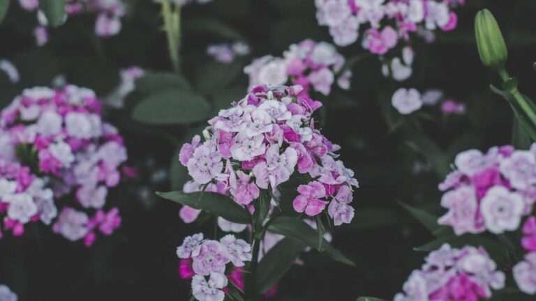 Phlox (Flammenblume) Prachtvolle Blüten locken Insekten an - angenehmer Duft