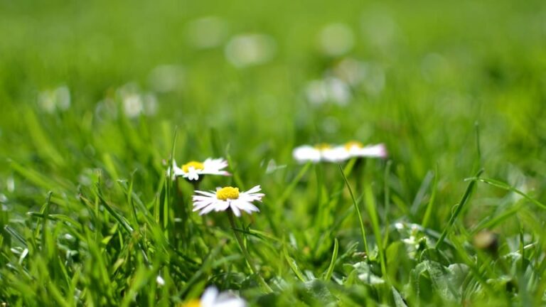 Schattenrasen die Spezial- Samenmischung lässt Rasen unter Bäumen wachsen. Hier findest du wichtige Tipps dazu