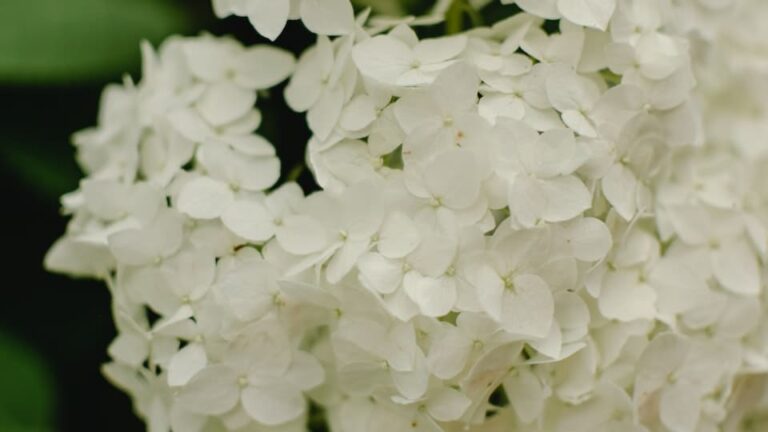 Schneeballhortensie: Vermehrung durch Stecklinge funktioniert - und so leicht geht es