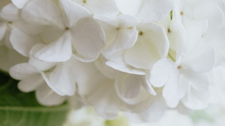 Schneeballhortensie und Bauernhortensie richtig schneiden: praktische Tipps beachten, sonst fällt Blütezeit aus.