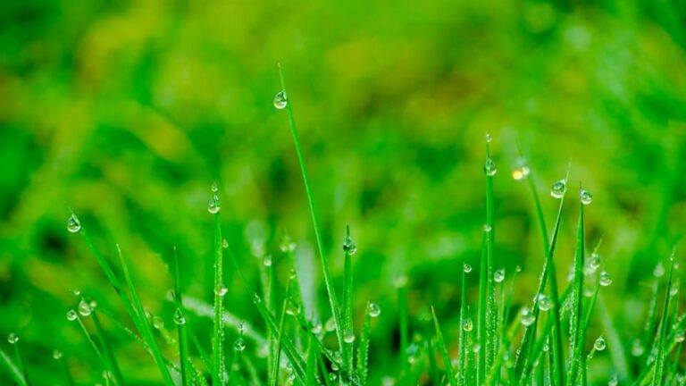 Spiel- und Sportrasen: besondere Samenmischung, Schnellkeimer -bildet dicke belastbare Grasnarbe