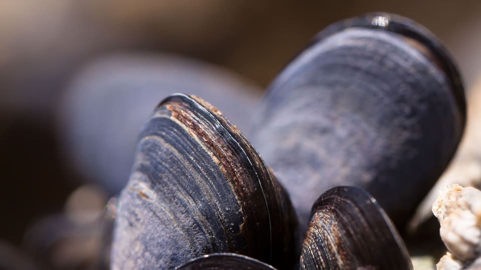 Teichmuscheln: Allgemeines und Wissenswertes über nützliche Teichbewohner