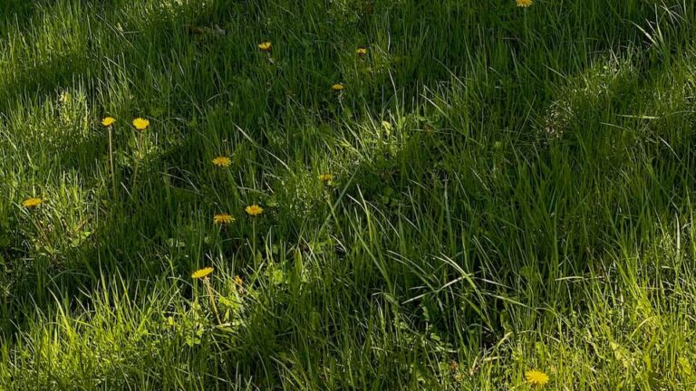 Trockenrasen: Problem der Trockenheit wird gelöst - ein tiefes Wurzelsytem bringt Hilfe